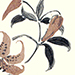 Chinzan Tsubaki Gallery